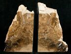 Small Cherry Petrified Wood Bookends #5047-1